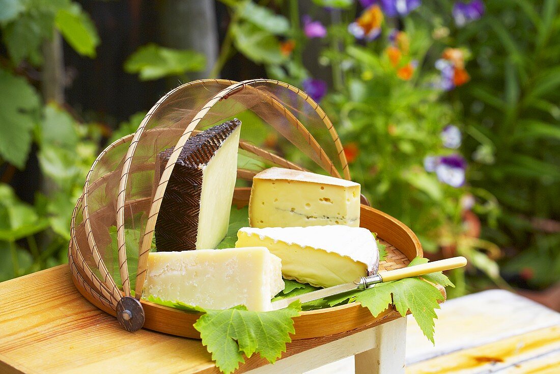 Various cheeses on tray in garden