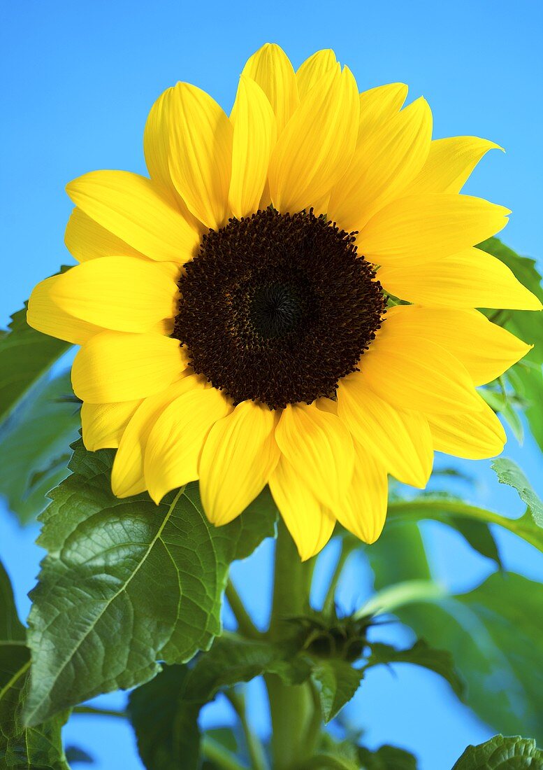 A sunflower