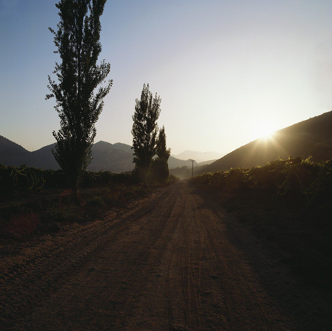 A road through the Santa Rita Estate, Maipo Valley, Chile