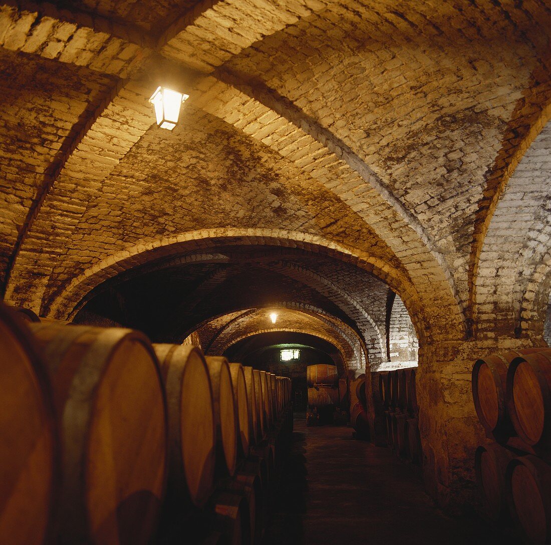 Wine cellar of San Pedro Estate, Molina, Chile