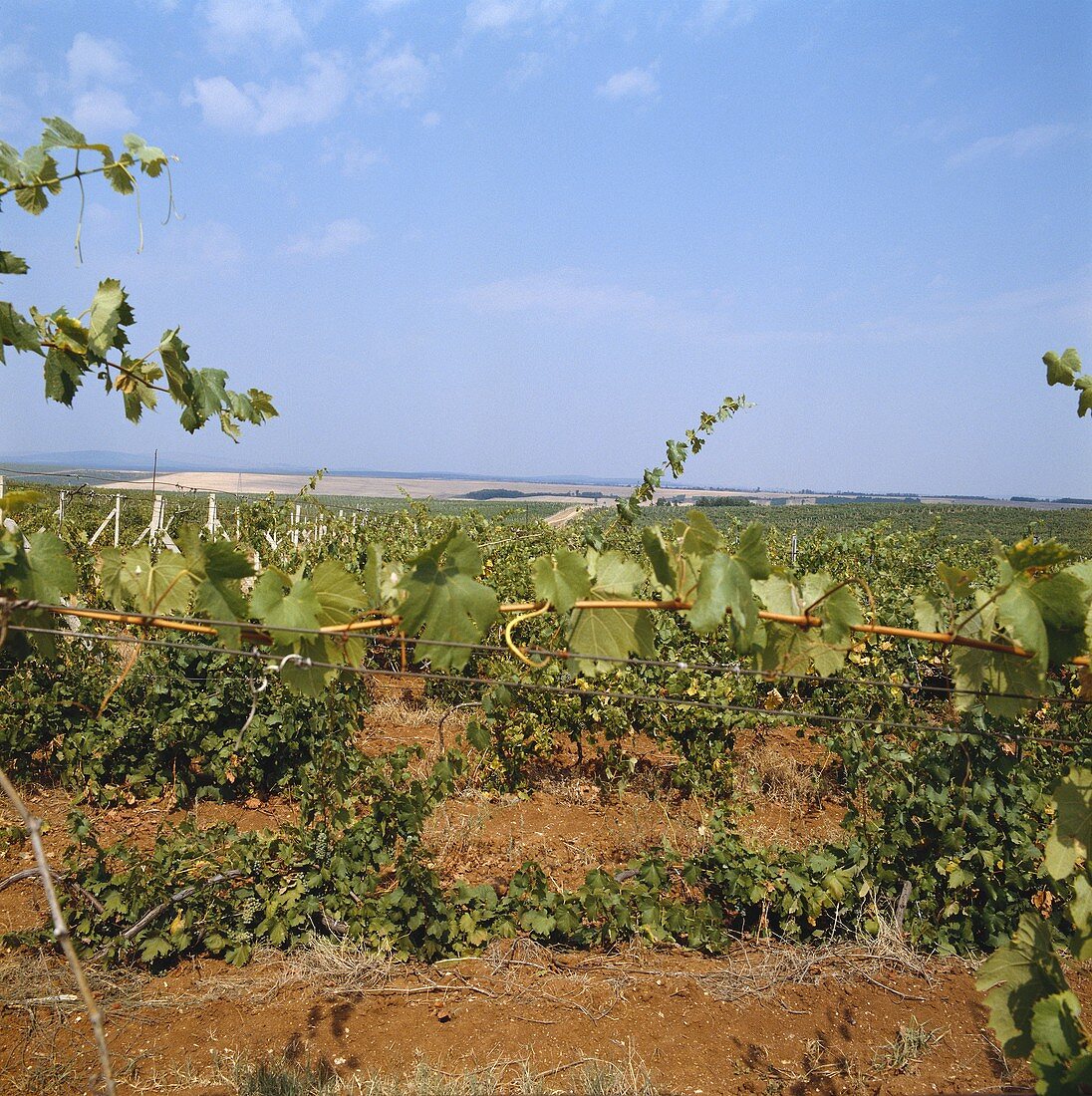 Vineyard in Kosovo