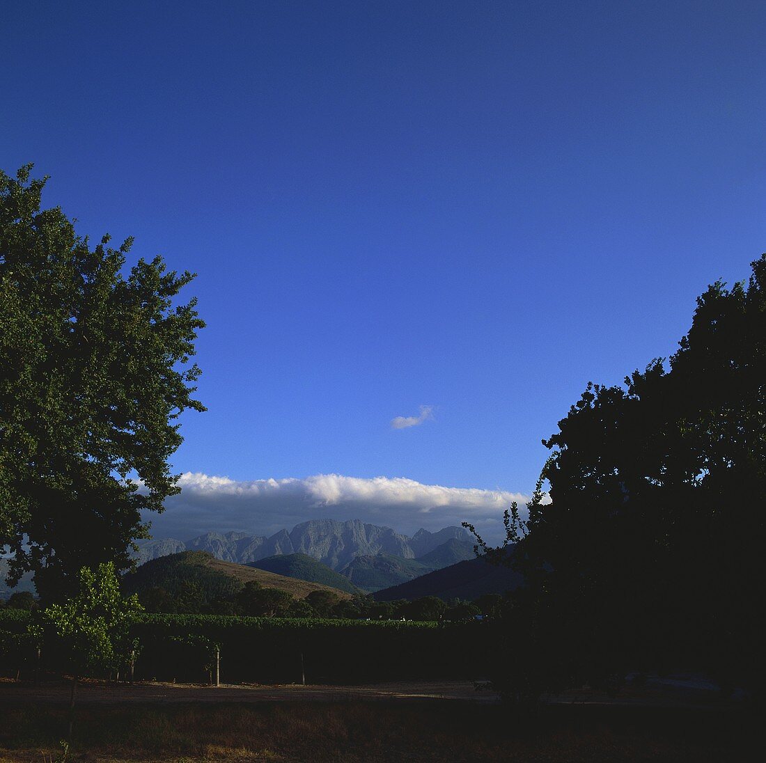 Weinberg des Weinguts La Motte, Stellenbosch, Südafrika