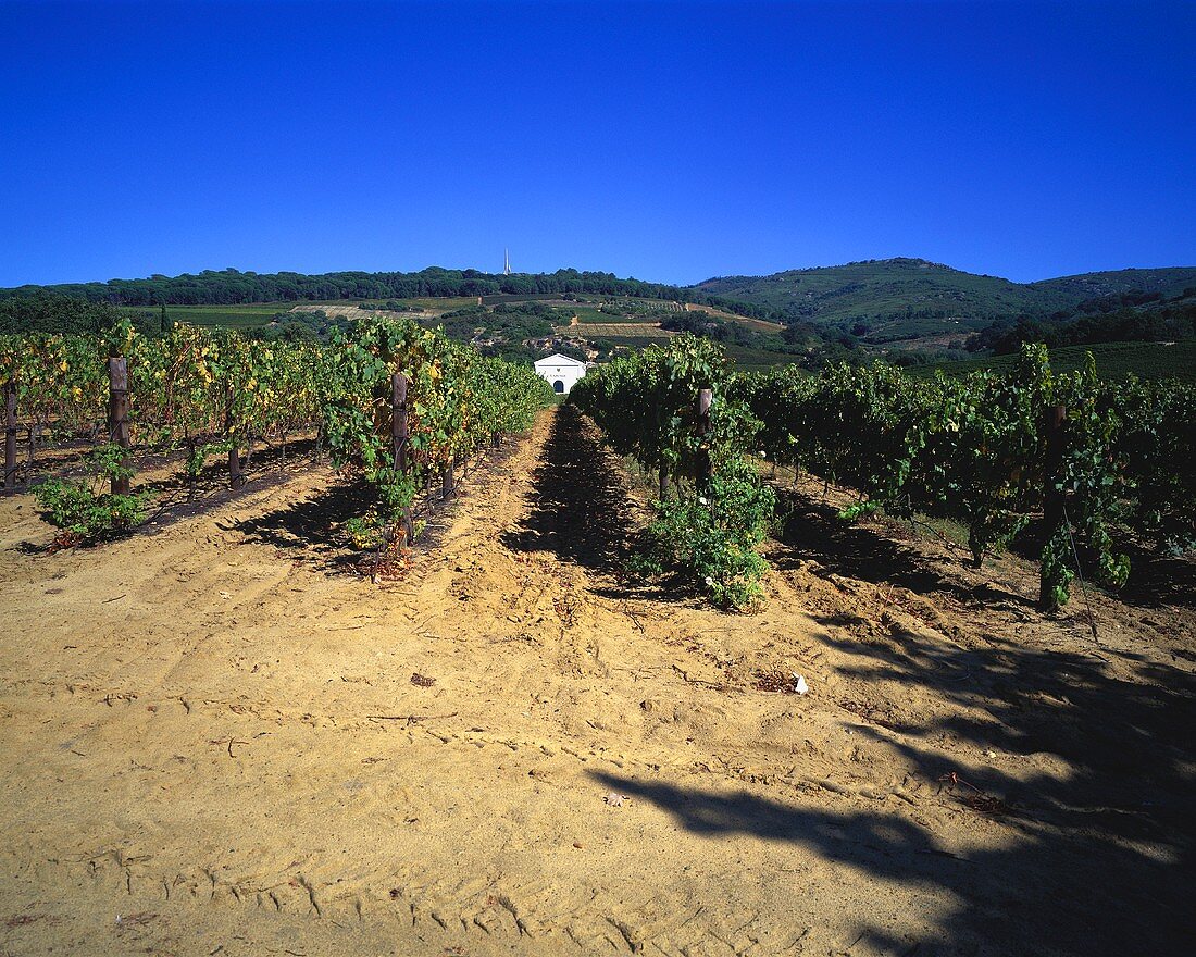 Rows of vines, Laborie Estate, Paarl, S. Africa