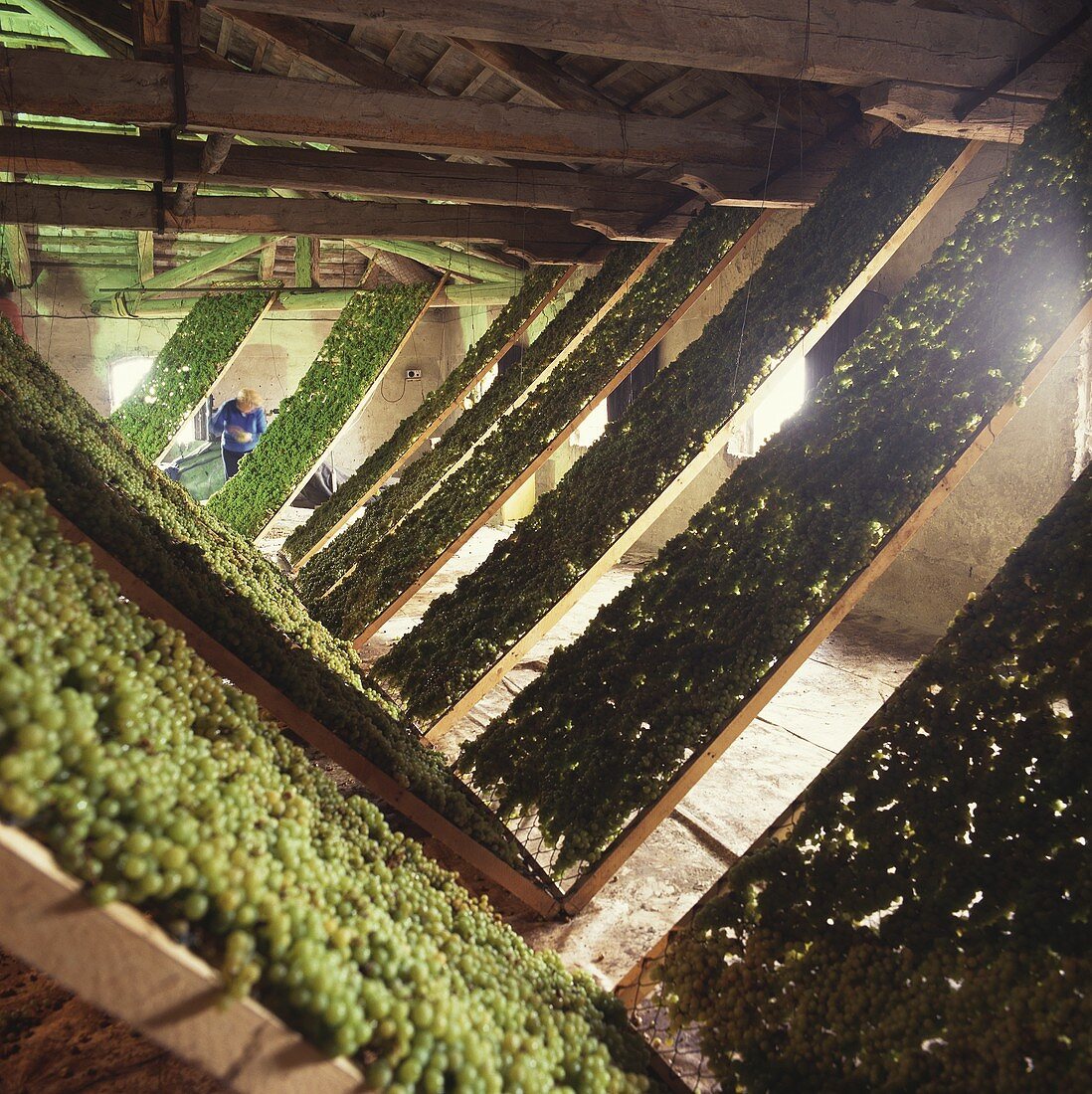 Storing grapes, La Montecchia Wine Estate, Veneto, Italy