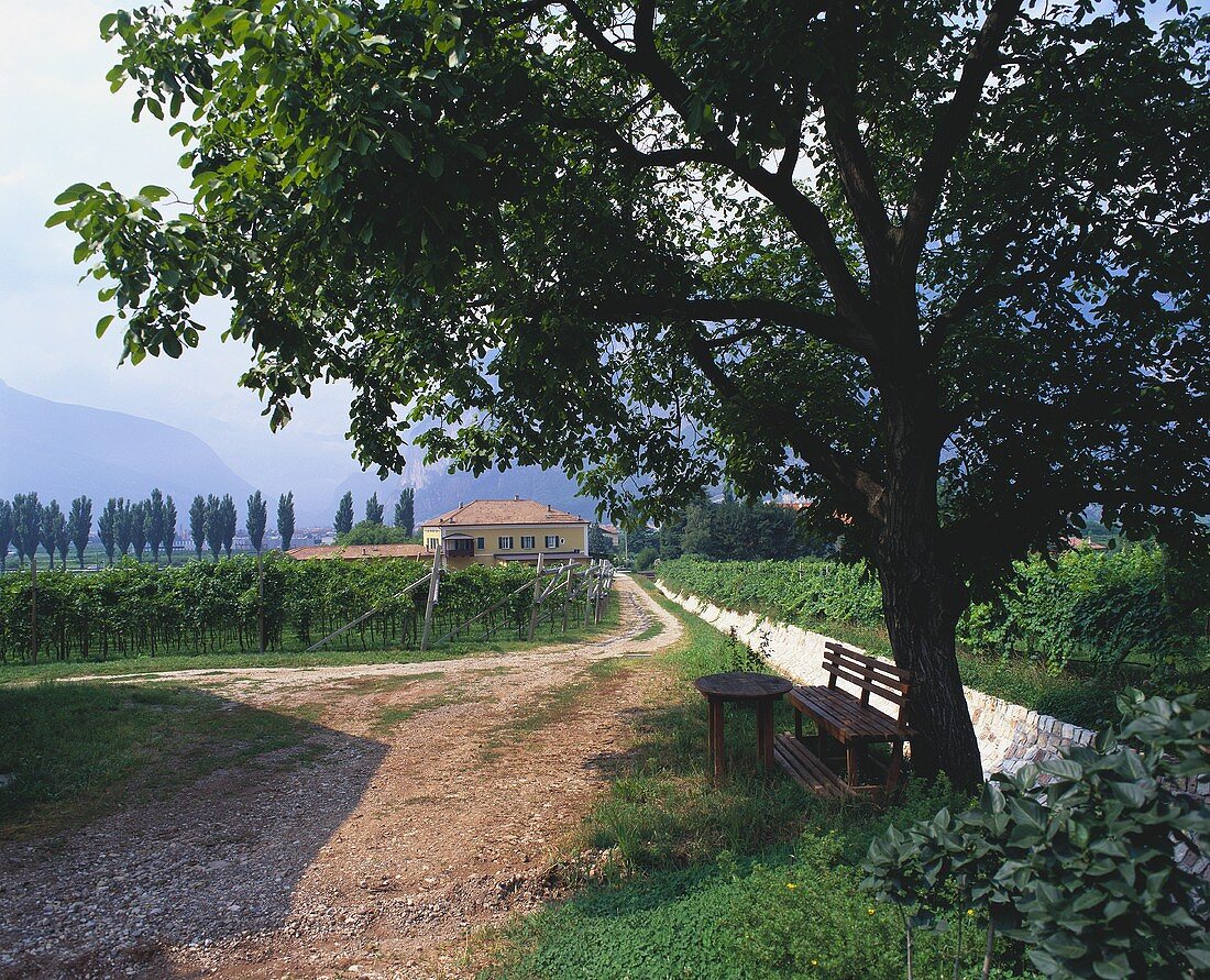 Das Weingut Endrizzi, Trentino, Italien