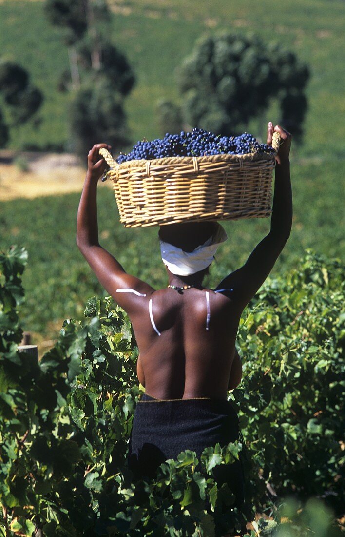 Young S. African woman carrying a basket of grapes