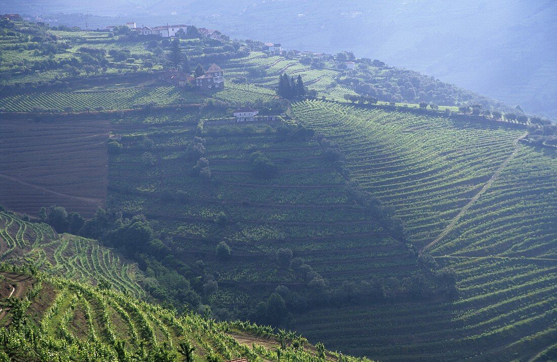 Vineyards near Mesão Frio, Vila Real, Douro, Portugal