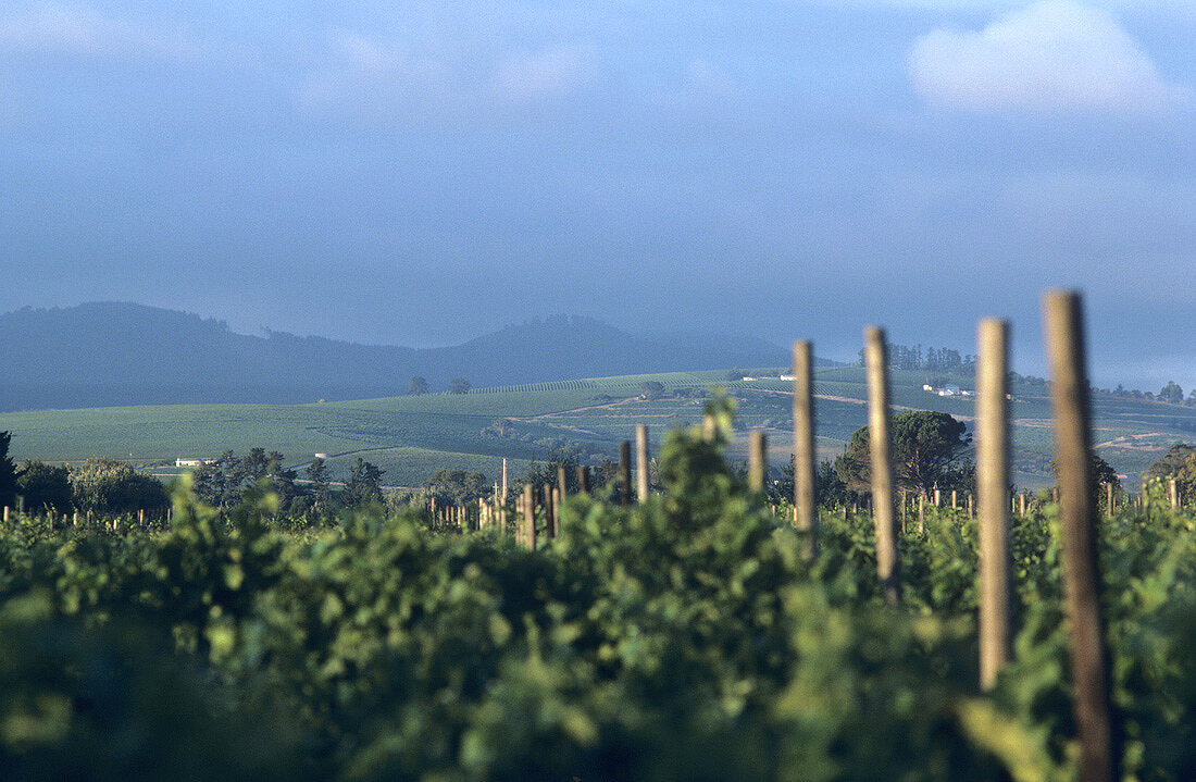 Vineyard of Uitkyk Wine Estate, Stellenbosch, S. Africa