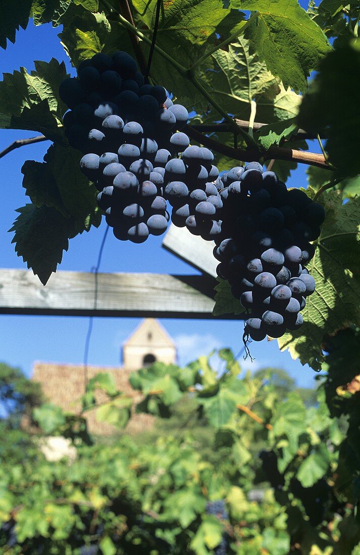 Vernatsch grapes, Eppan (Appiano), S. Tyrol, Italy