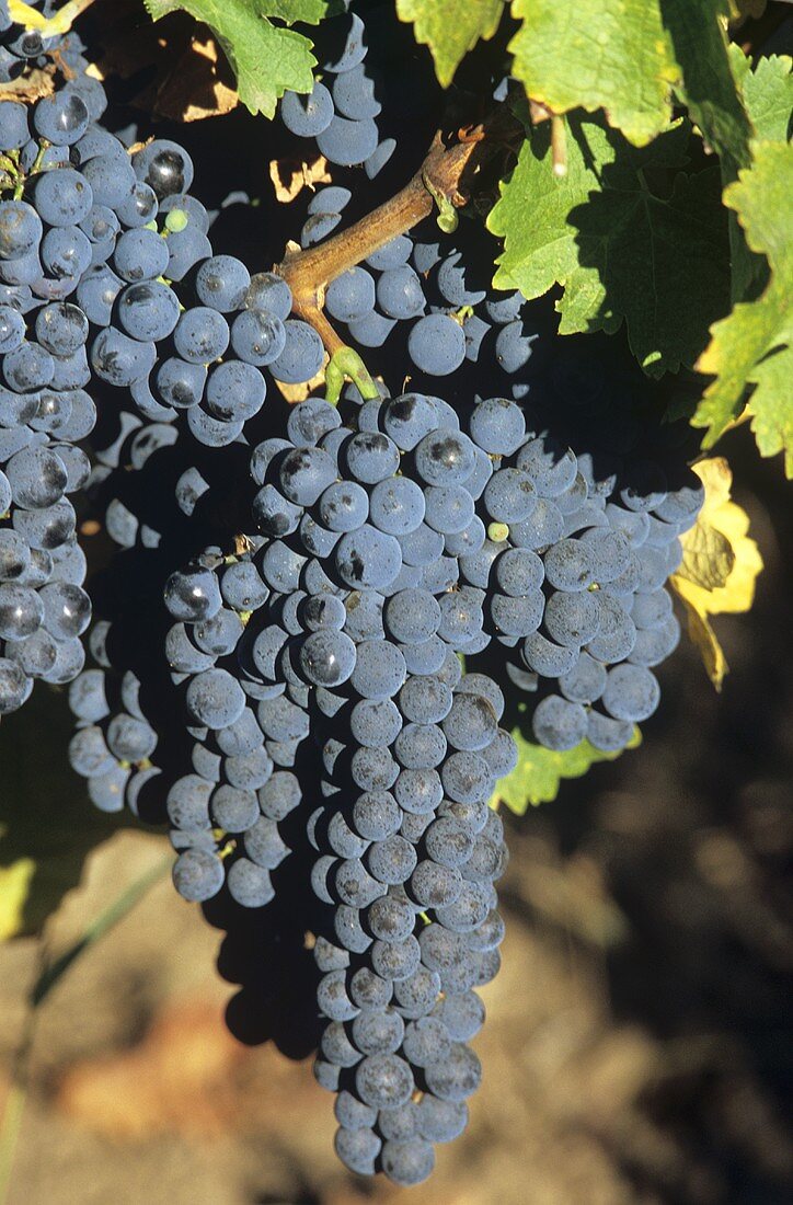 Cabernet Sauvignon grapes on the vine