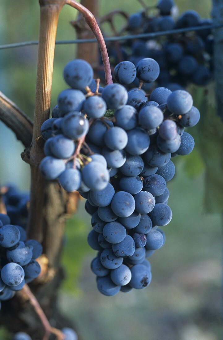 Tempranillo grapes on the vine, Rioja, Spain