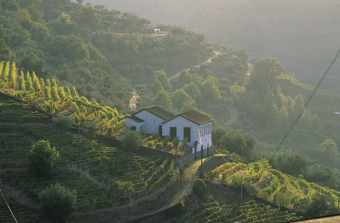 Das Vale de Mendiz, Douro, Portugal