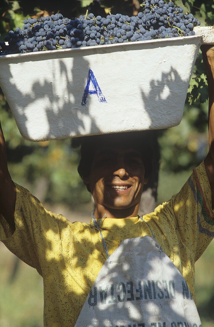 Man carrying basket of picked red wine grapes, Chile