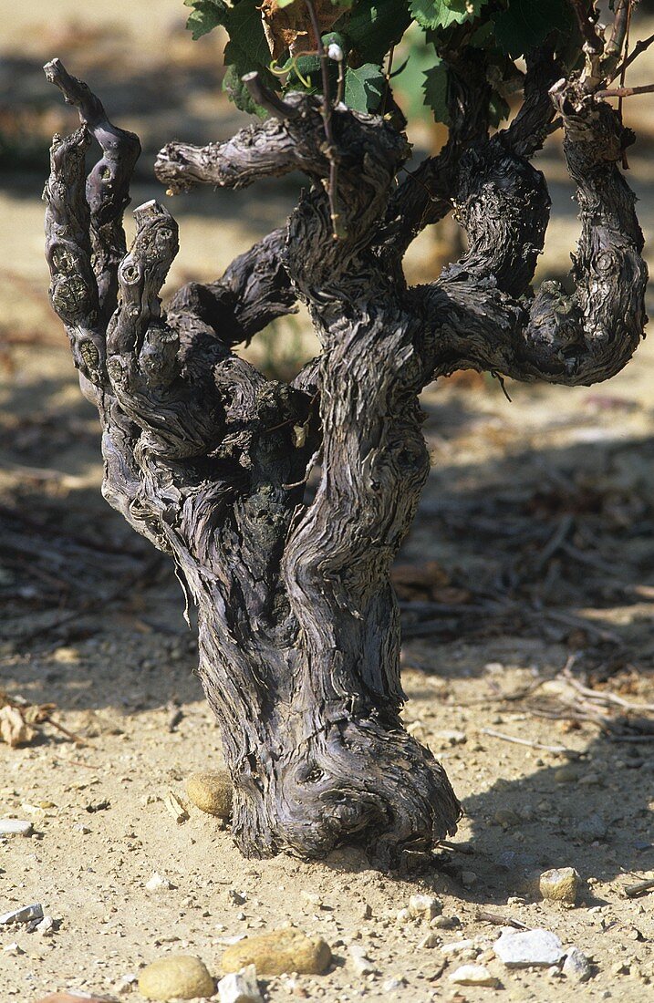 Grenache vine, France