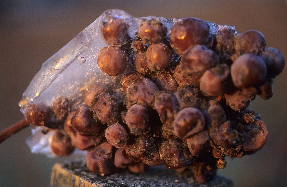 Frozen Riesling grapes for ice wine, Rheingau, Germany