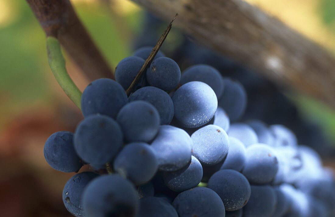 Periquita grapes, Portugal