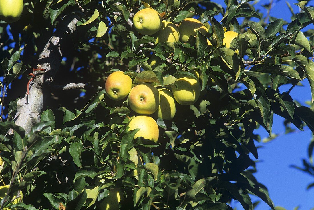 Apples on the tree, S. Tyrol