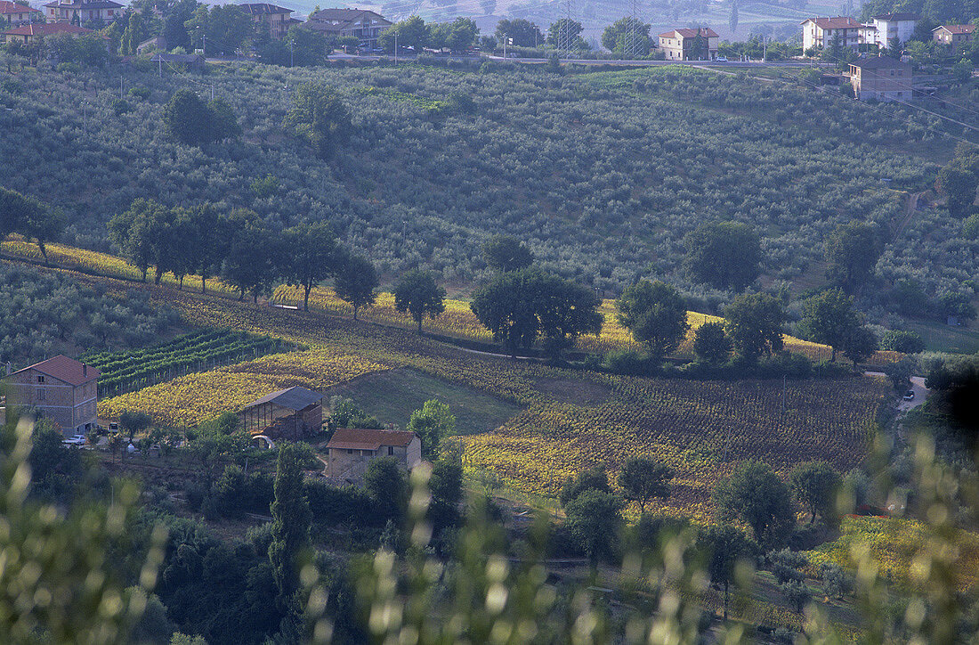 Weinlandschaft, Umbrien, Italien