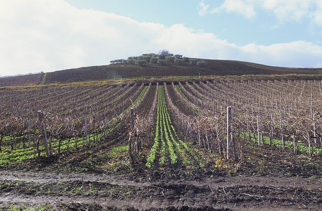 Weinberge von Giuseppe Tasca's Spitzengut Regaleali, Sizilien