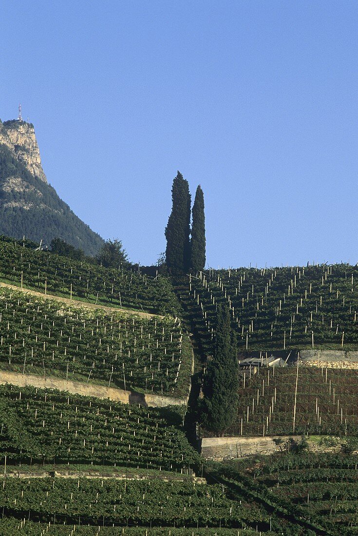 Weingut Alois Lageder, Magreid, Südtirol