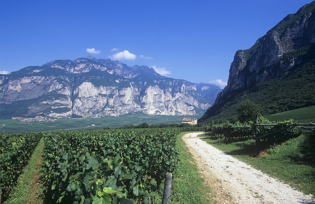 Traminer vines, Endrizzi Estate, Trentino, Italy