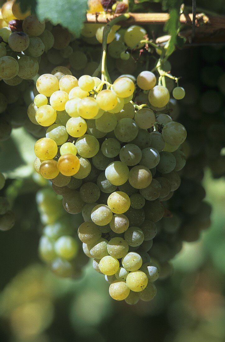 Torrontes grapes