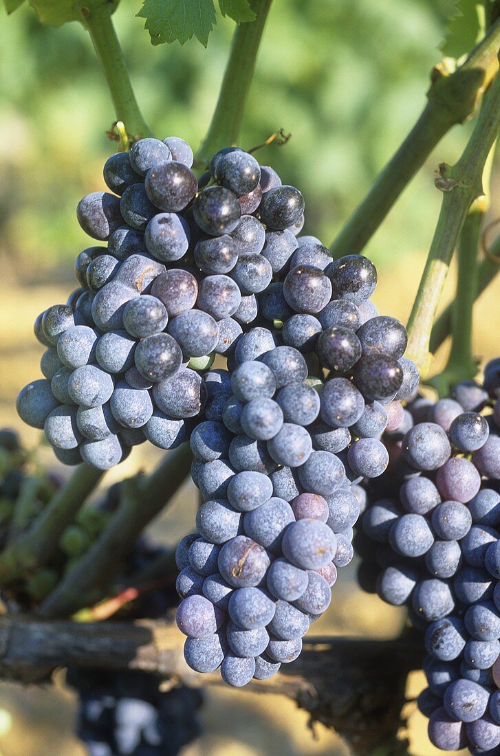 Mourvedre grapes