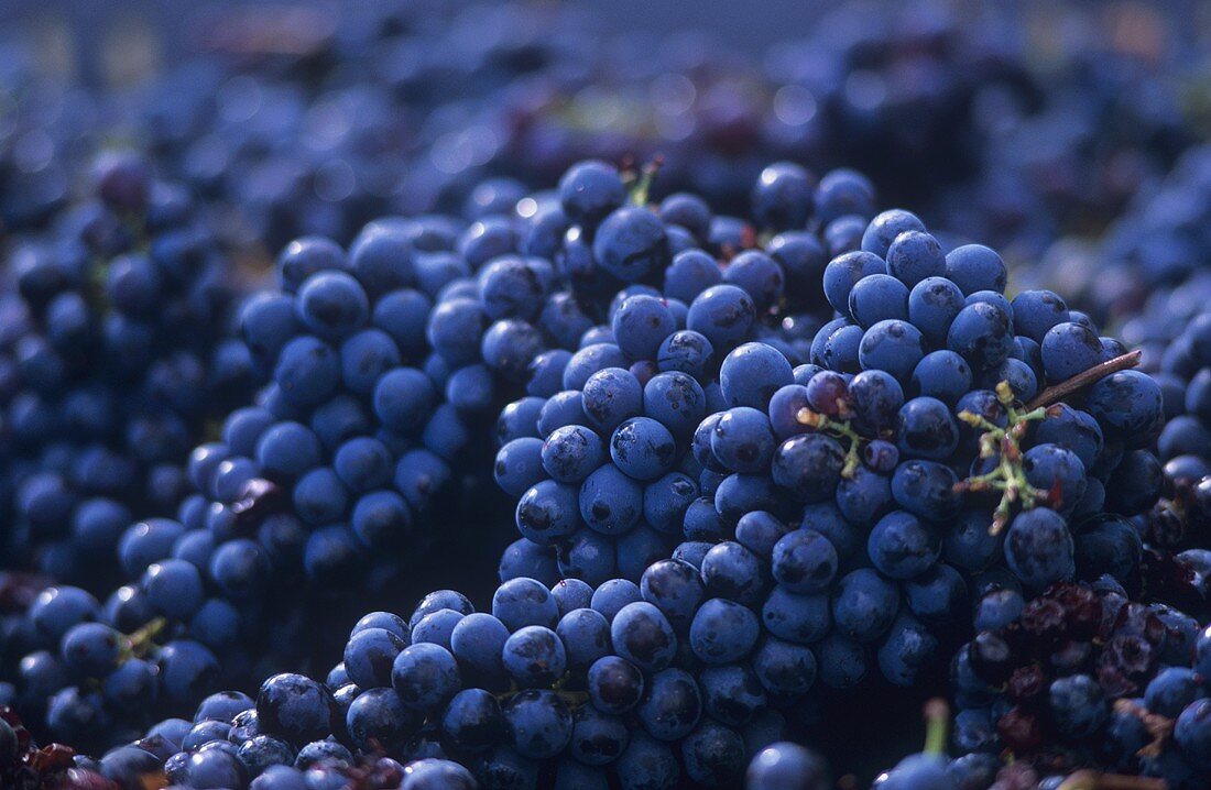 Tempranillo grapes (full-frame)