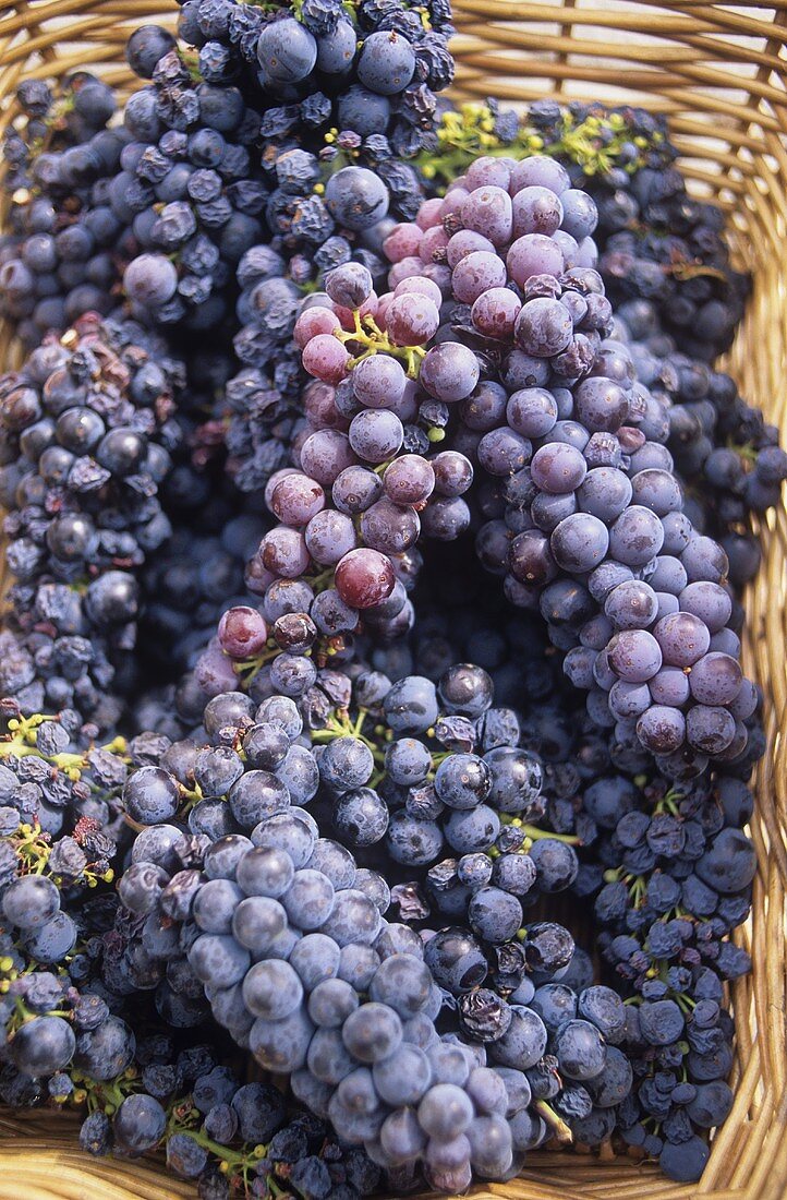 Zinfandel grapes in basket