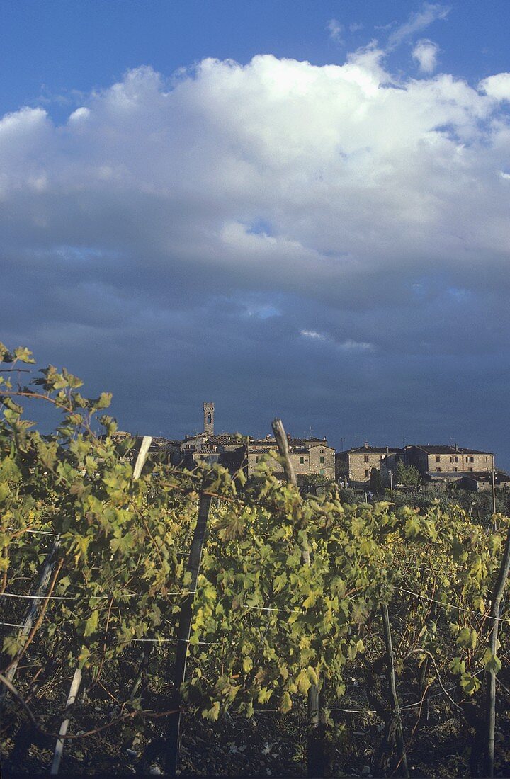 Vineyard of Villa a Sesta, Siena, Tuscany, Italy