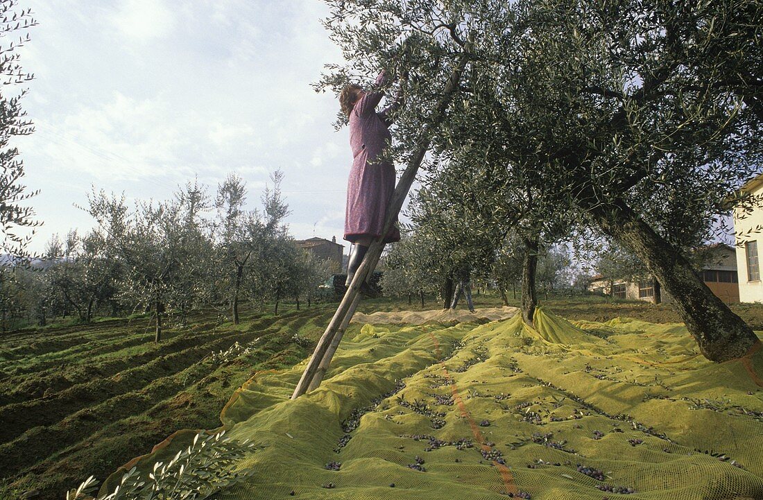 Olivenernte in der Toskana, Italien