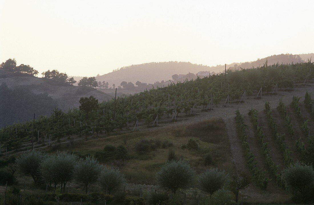 Weinlandschaft, Umbrien, Italien