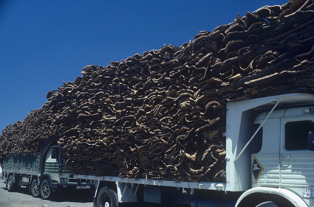 Wagons loaded with cork oak