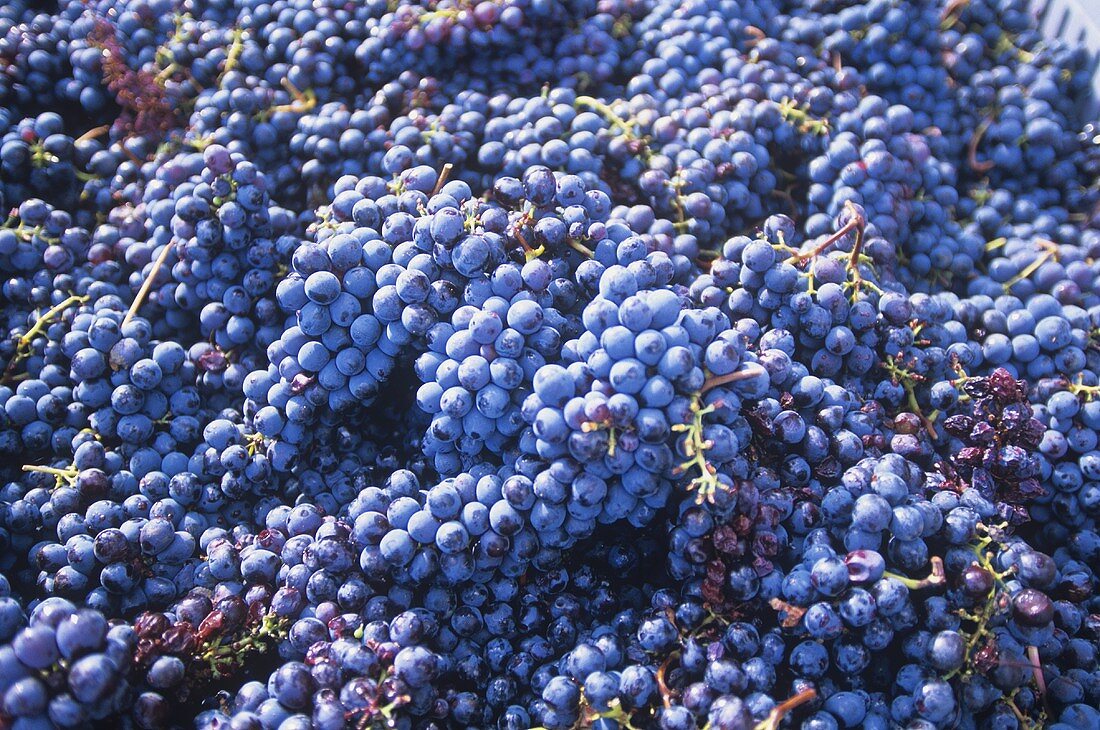 Red wine grapes (full-frame)