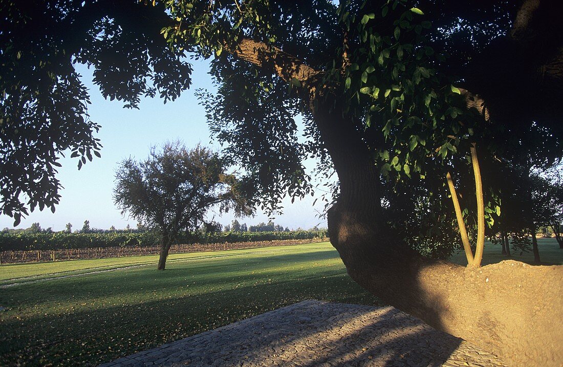 Weingut Almaviva, Maipo Valley, Chile