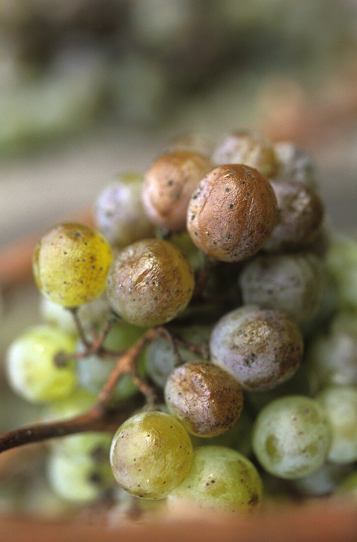 White wine grapes affected by botrytis, Wachau, Austria