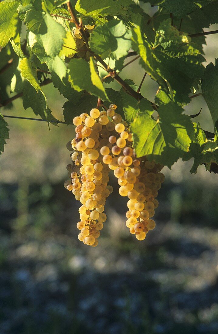 Muscadelle grapes