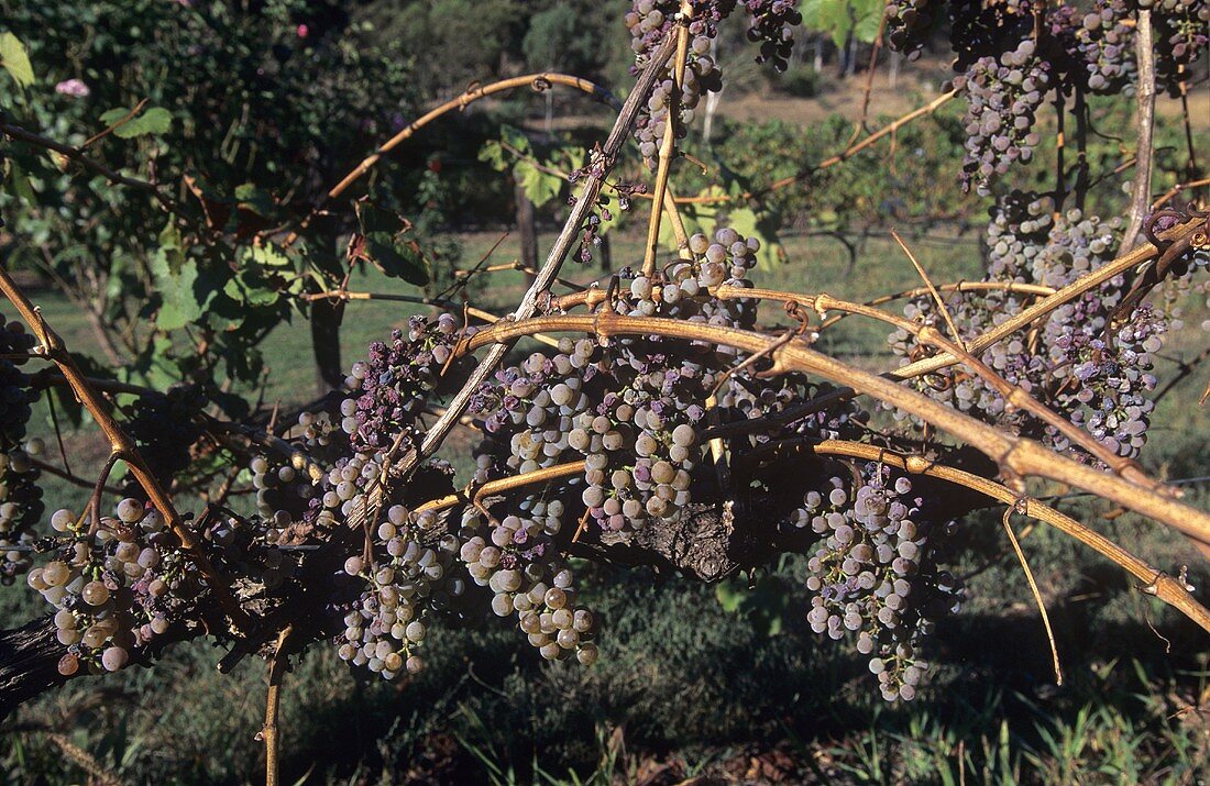 Gewürztraminer grapes