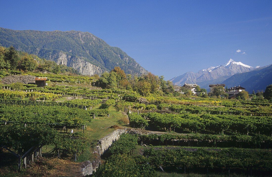 Pergolaerziehung bei Morgex, Aostatal, Italien