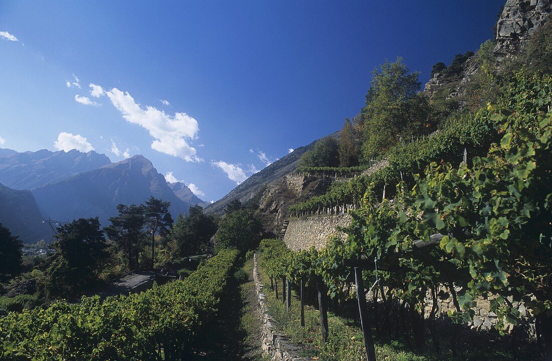 Hoch gelegene Reben, Morgex, Aostatal, Italien