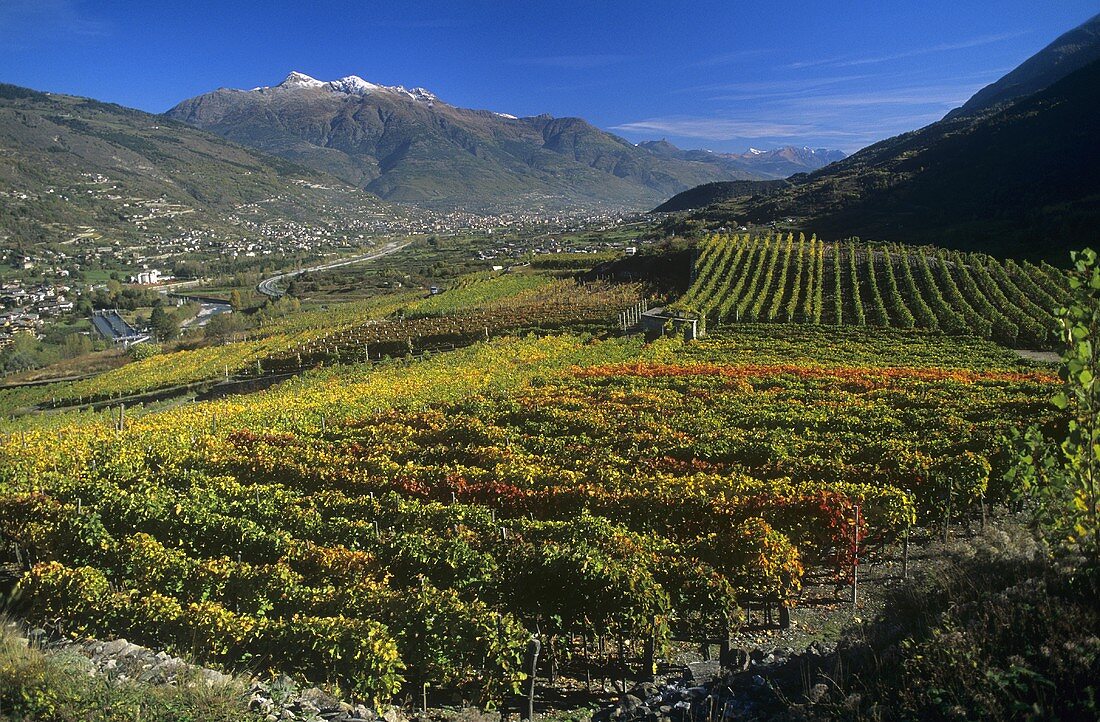 Anbaugebiet Aymavilles, Aostatal, Italien
