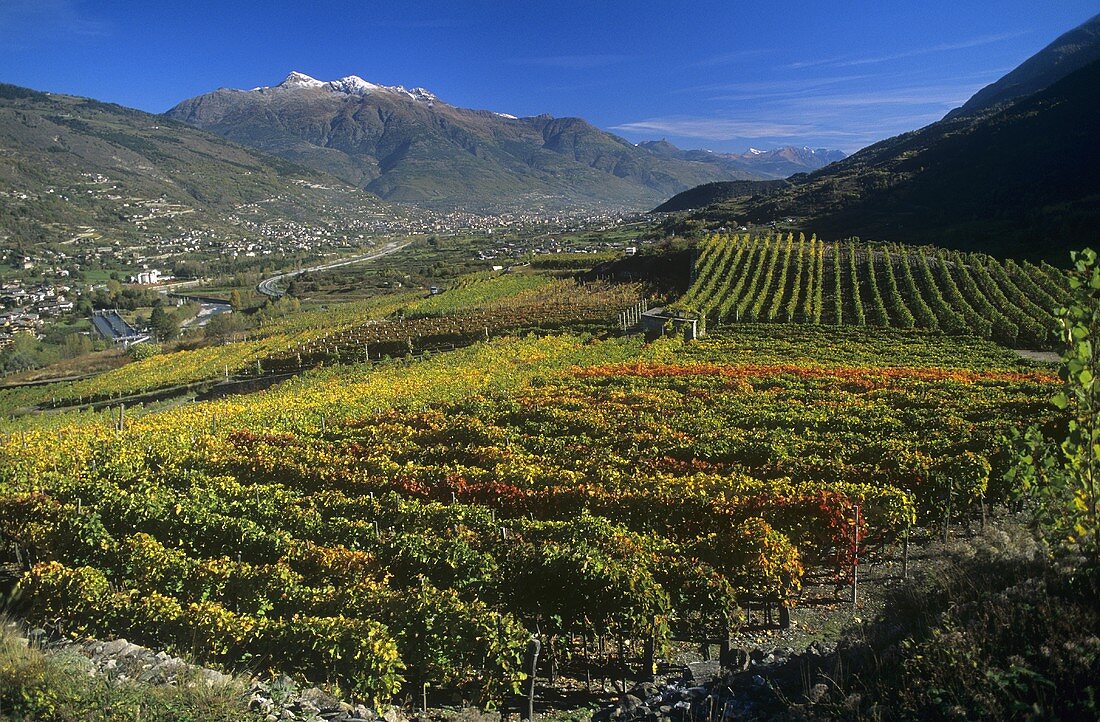 Aymavilles wine-growing area, Aosta Valley, Italy