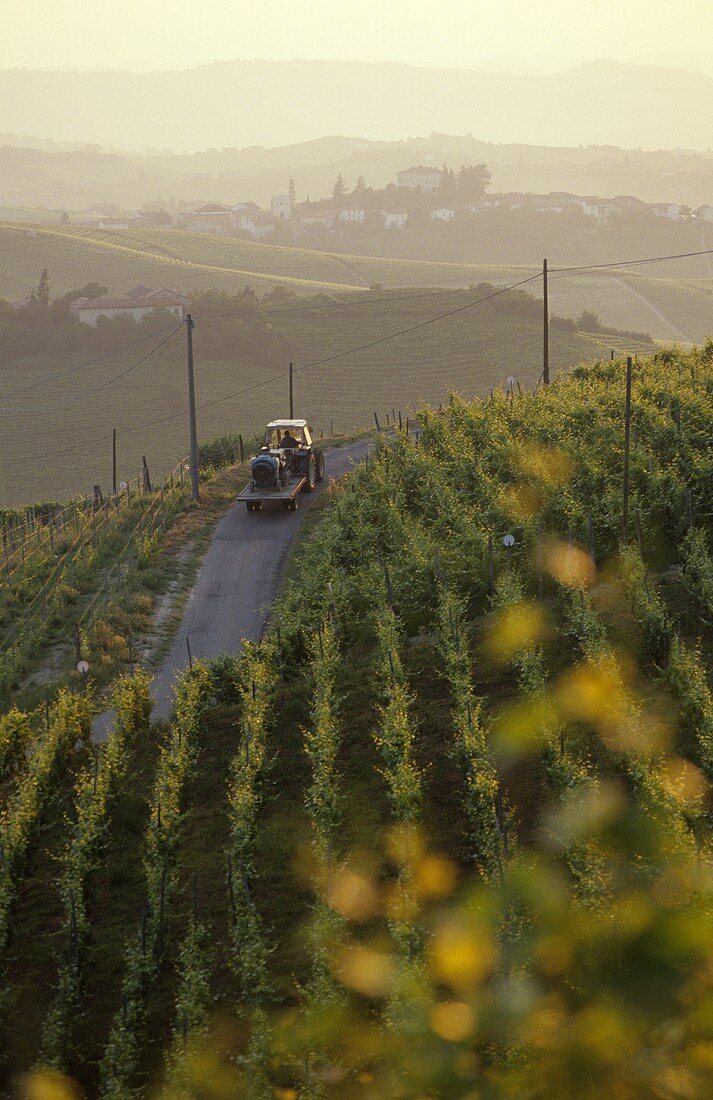 Weinberg bei Castiglione Tinella, Asti, Piemonte, Italien