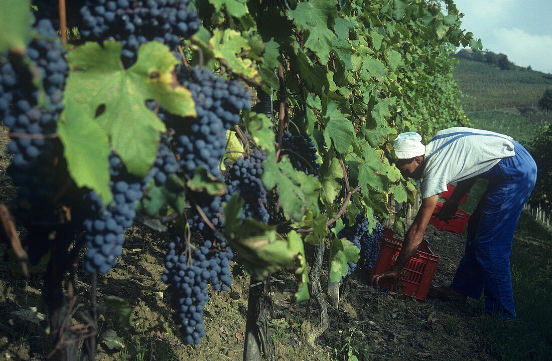Picking Nebbiolo grapes for Barolo, Monforte d'Alba, Piedmont