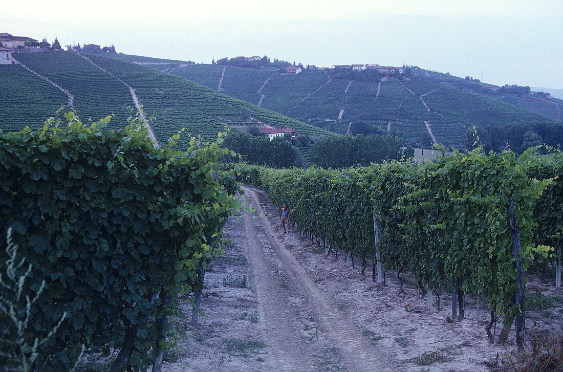 Mehrere Lagen im Weinanbaugebiet Barolo, Piemonte, Italien
