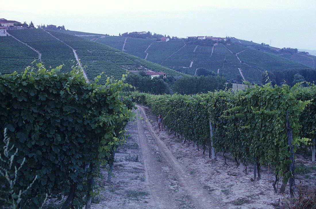 Several vineyard sites in Barolo wine growing area, Piedmont