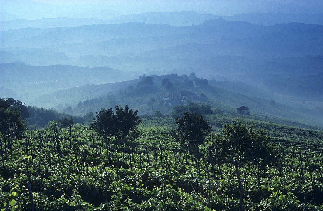 Vineyard near La Morra, Barolo, Piedmont, Italy