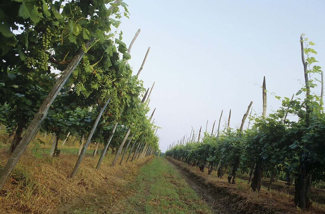 Rows of vines near Ghemme, Novara, Piedmont, Italy