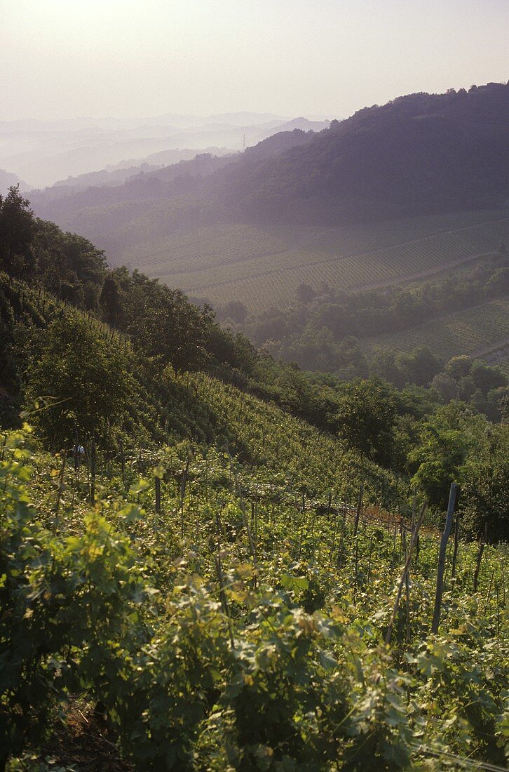 Vineyards near Loazzolo, Asti, Piedmont, Italy