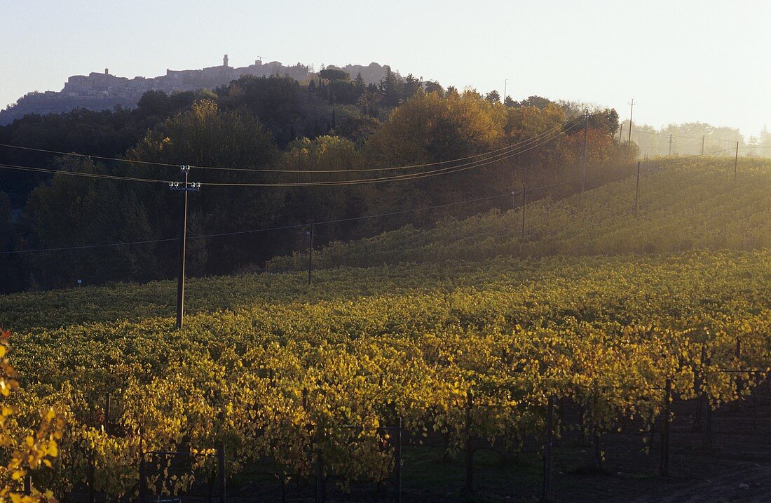 Wine-growing area, Asti, Piedmont, Italy